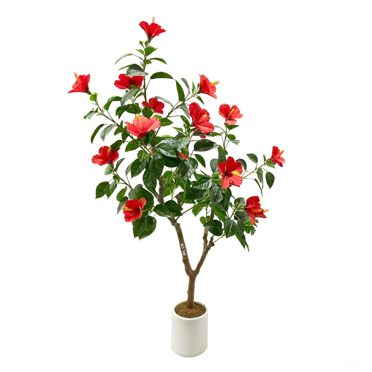 PHK_36JLUPHQ
