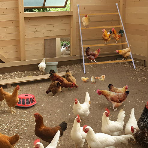 Gallinas utilizando el perchero multinivel